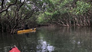 マングローブカヌー体験ツアー